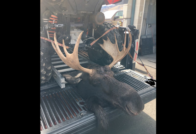 Wasted Moose