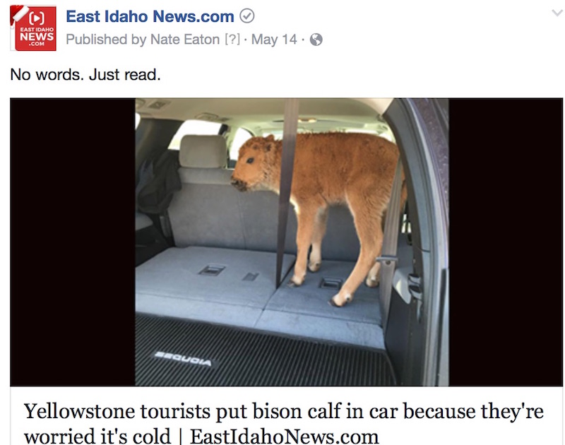 bisonfacebookpopular