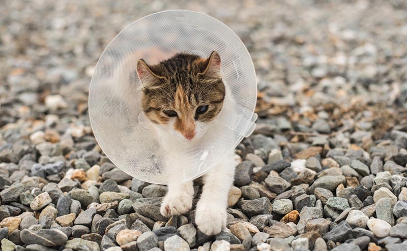 cat kitten satellite collar cone shutterstock
