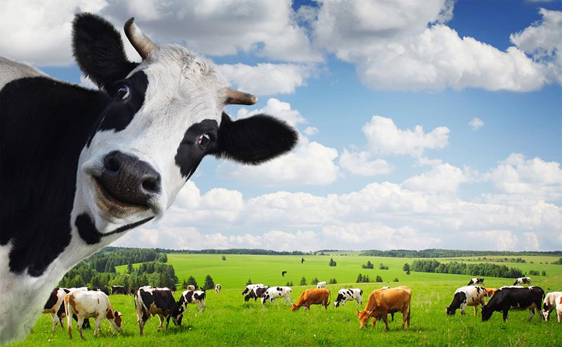 goofy cows shutterstock