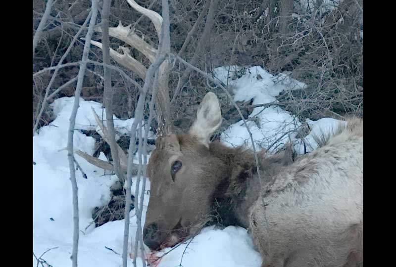 Dead Elk