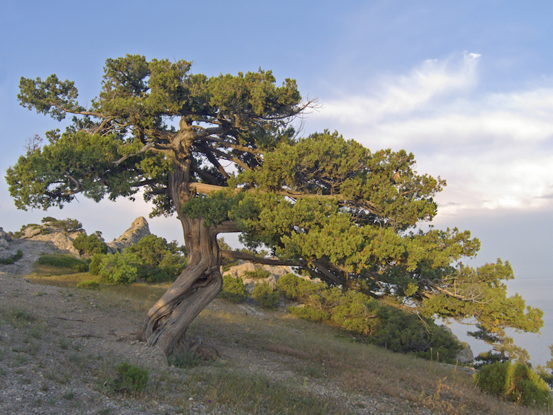 juniper tree