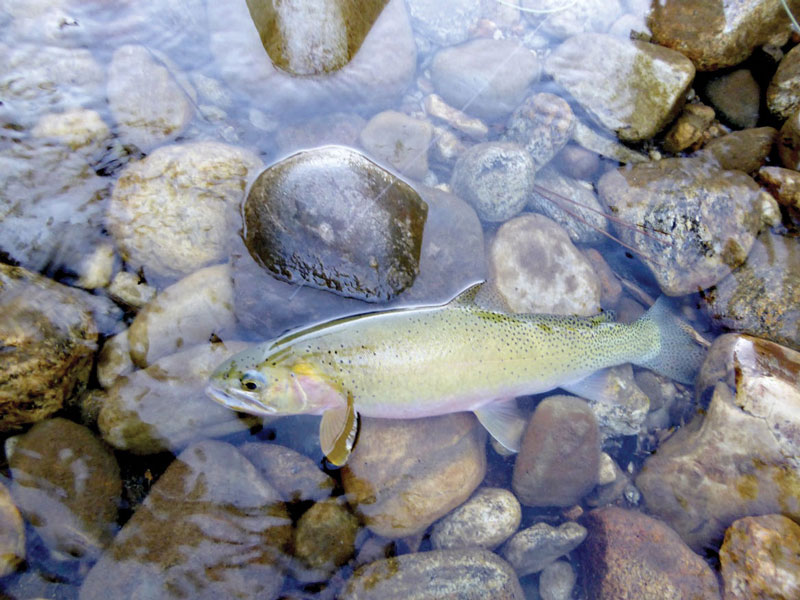 TVN Fish01