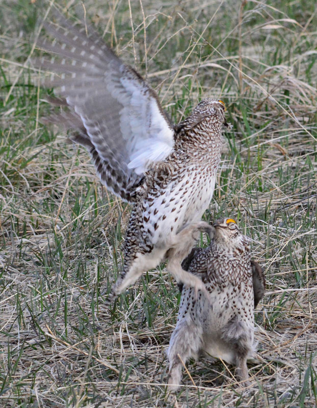 Sharptailed Grouse01
