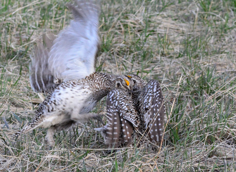 Sharptailed Grouse02