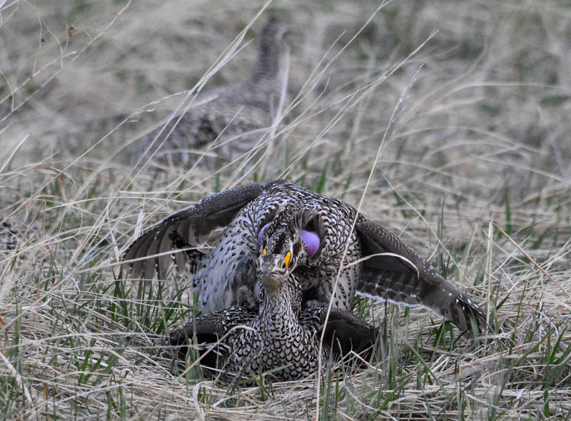 Sharptailed Grouse03