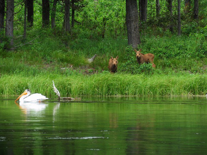 Laurie Walker took this at Macks Inn June 17 2017.