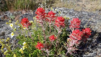 Derek JG Finally some spring flowers. Taken on the lava field west of town May 27 2017
