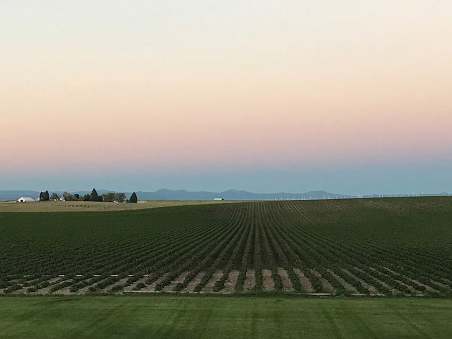 Shurell Duke Seamons Overlooking my back yard in Osgood. June 19 2017