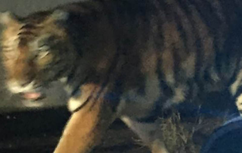 tiger georgia henry county georgia