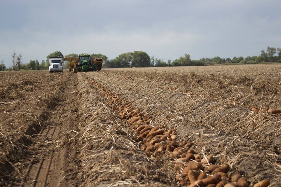 potato harvest 2