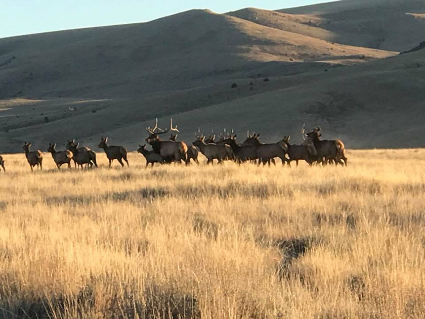 DPHeidi Lou Cureton.Dubois.Crooked Creek. 10.15.17 running for the hills