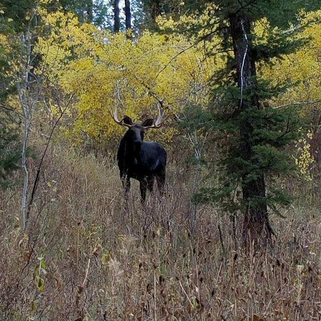 DPLesa Payne. July Creek. October 13 2017