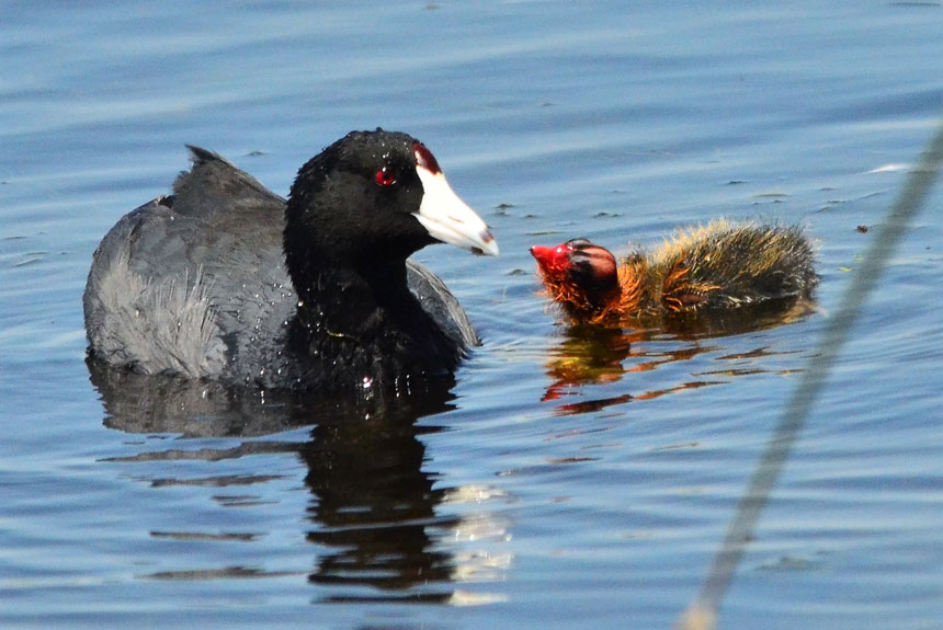 coots 1