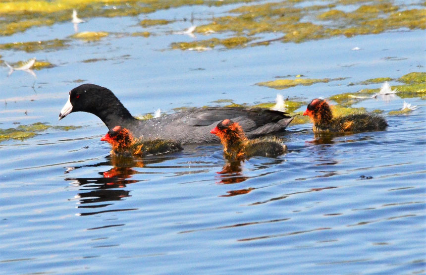 coots 3