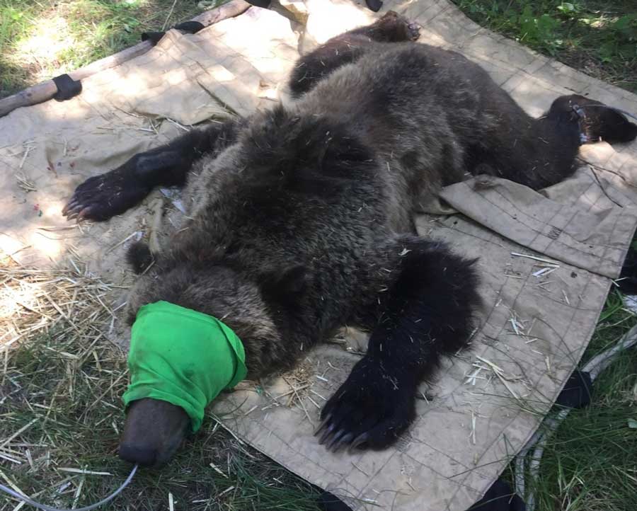 Grizzly RElocation