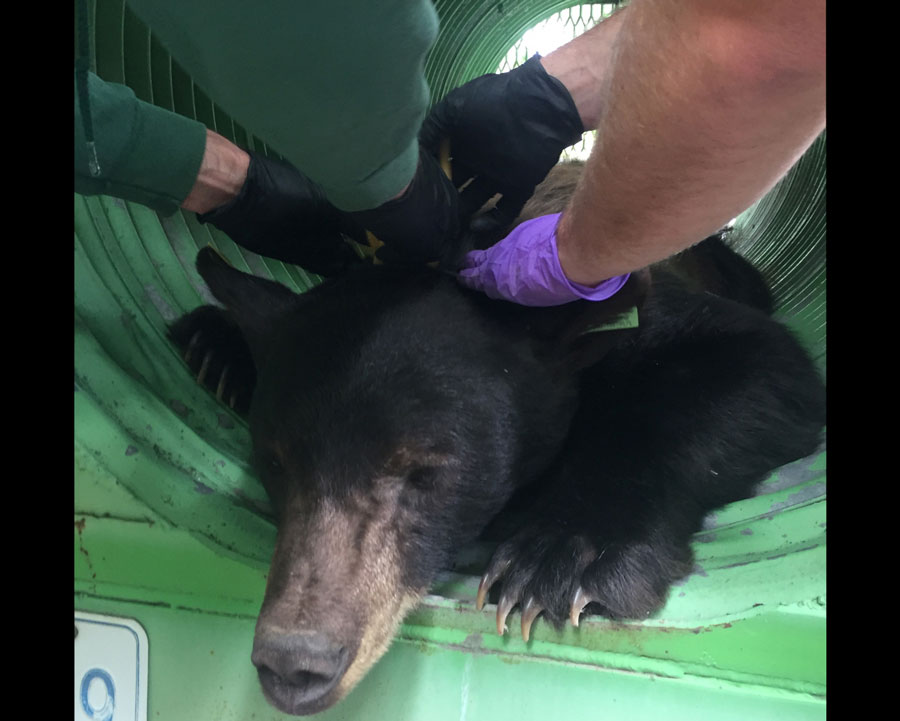 Zoo Bear