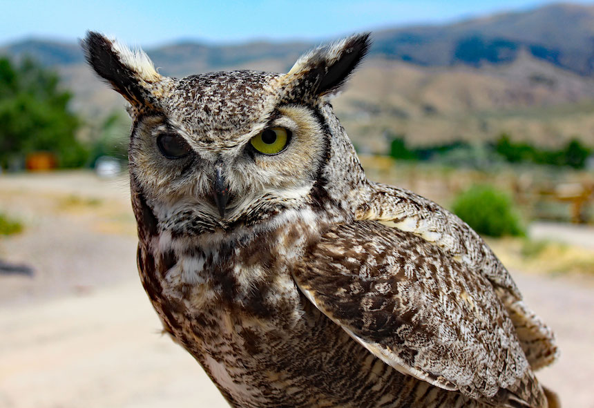 GenoGreatHornedOwl