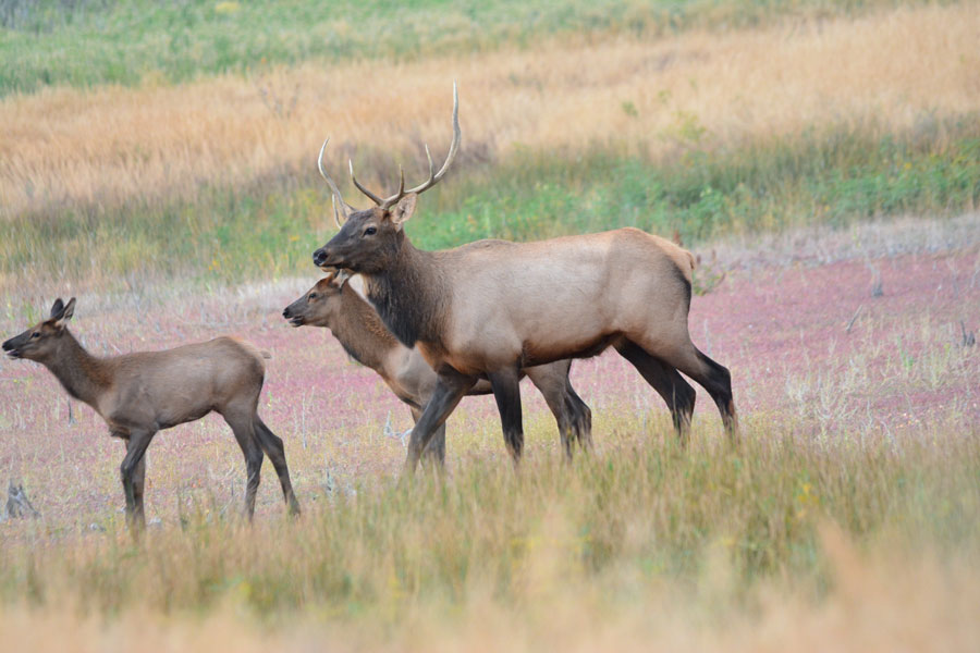 elk