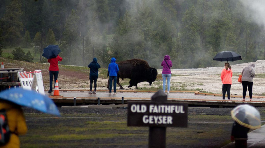 bison old faithful yellowstone billings gazette
