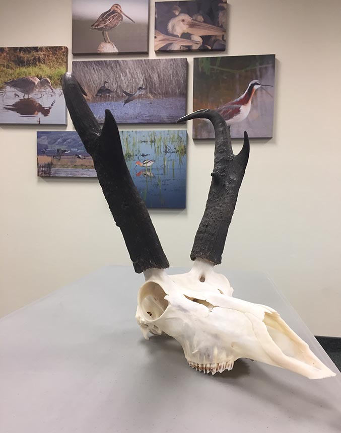 skull fish and game 2