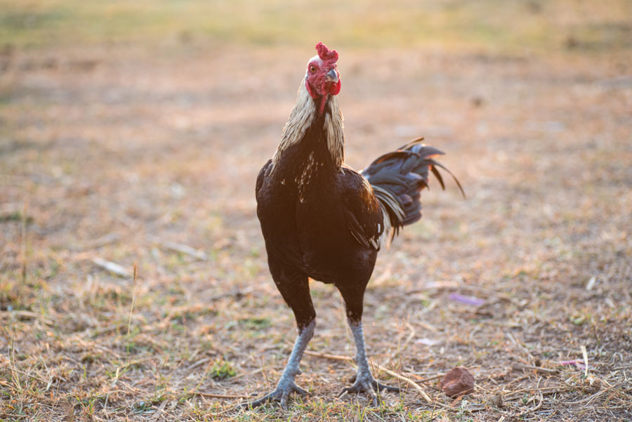 Cock