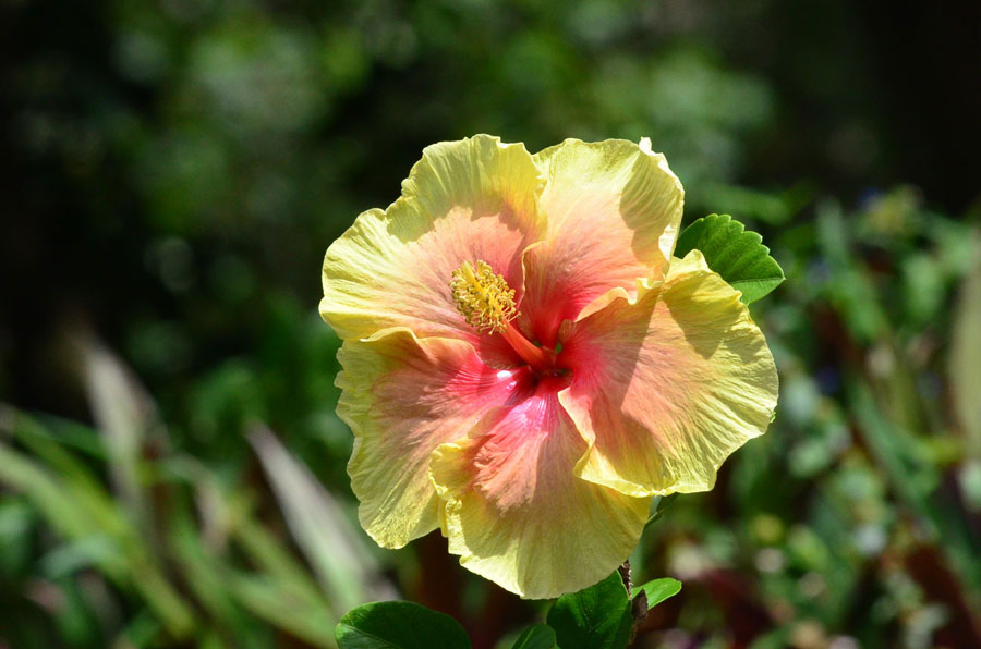 Hawaii6 19