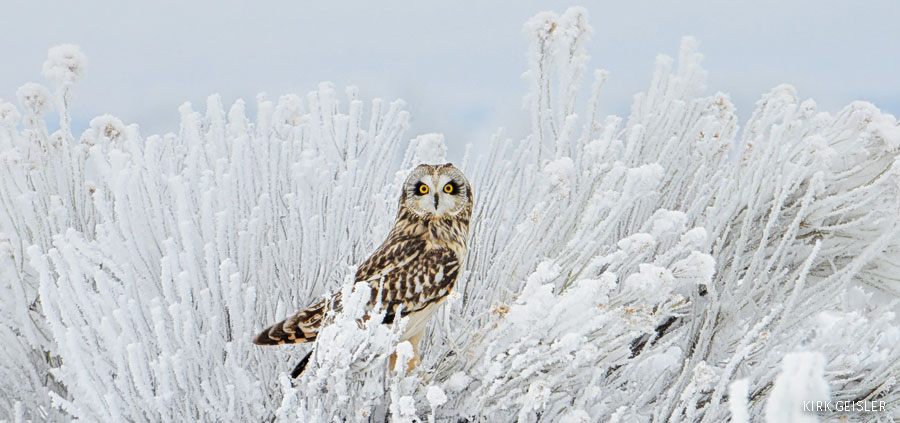owl geisler