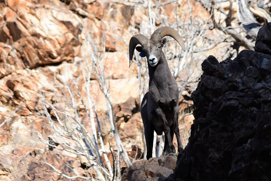 Bighorn sheep