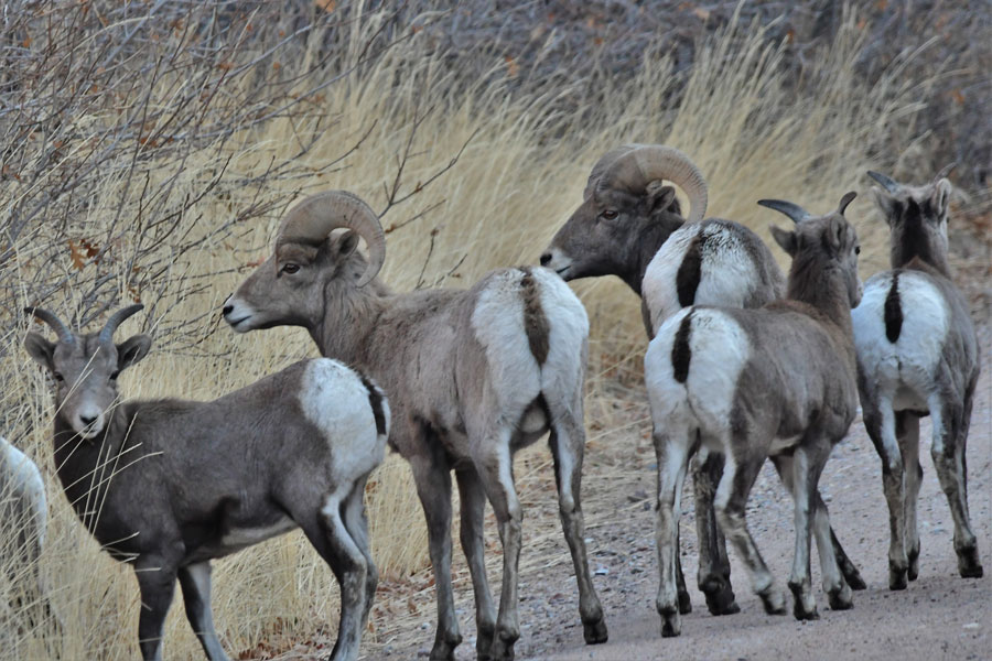 bighorn sheep 2
