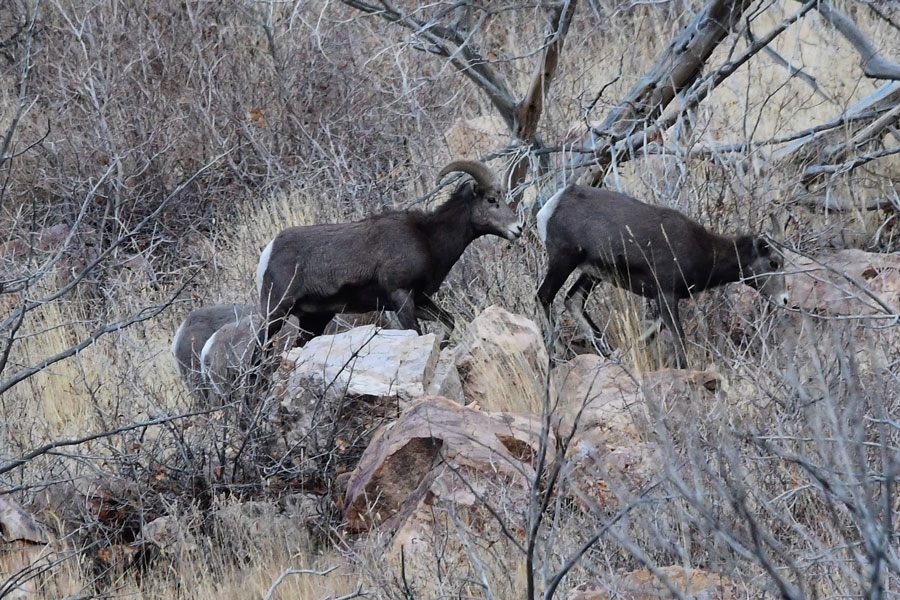 bighorn sheep 3