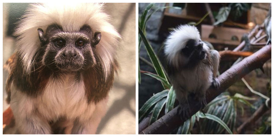 tamarin IF