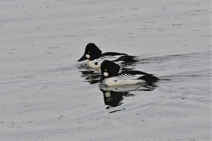 Goldeneye6 20