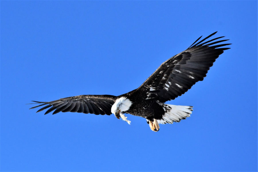 bald eagle 1