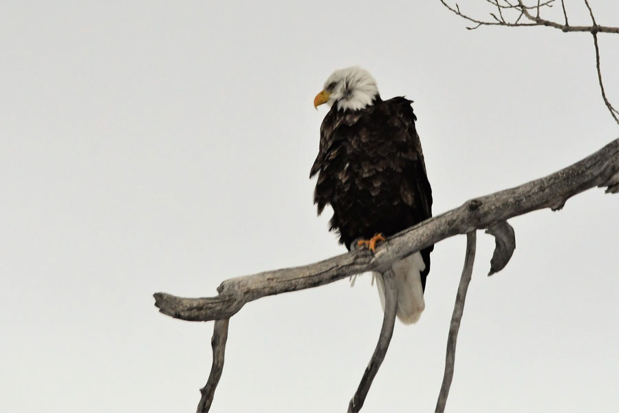 bald eagle 3