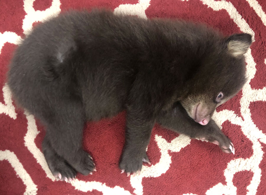 YellowstoneBearWorld1