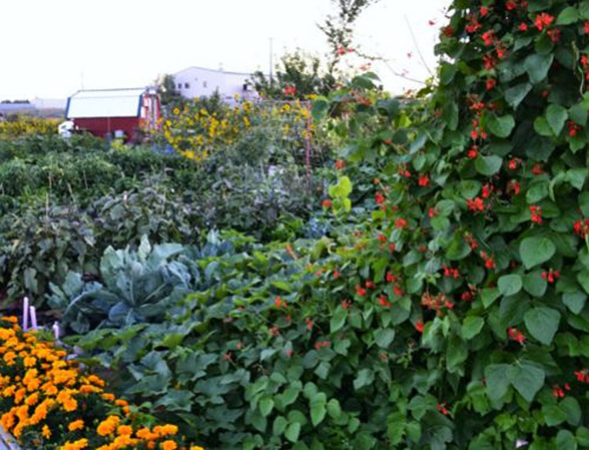 IFCGA community garden bounty