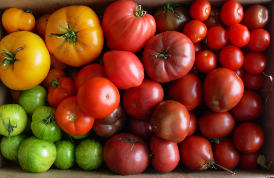 Tomato rainbow cropped