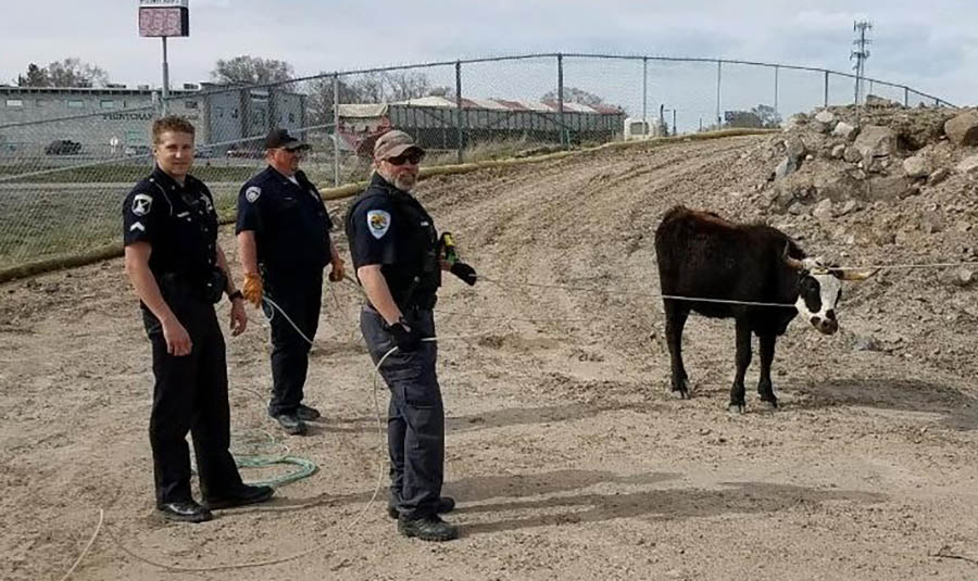 Cow on the loose