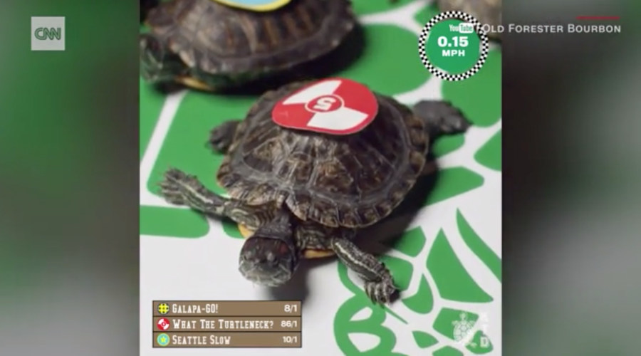 WATCH Turtles race for Kentucky Derby win East Idaho News