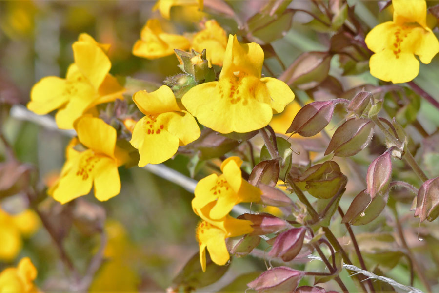 yellow flowers mystic falls