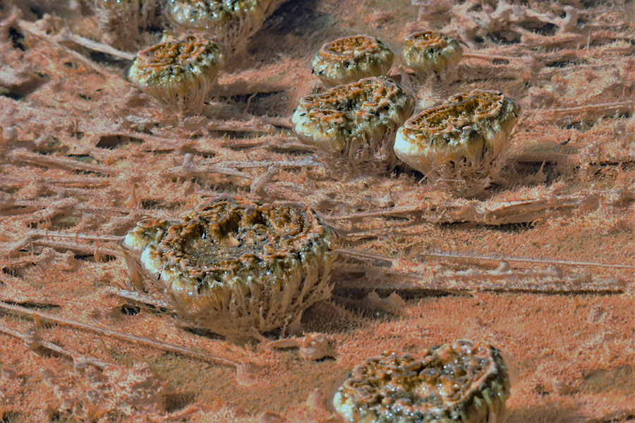 formations mystic falls