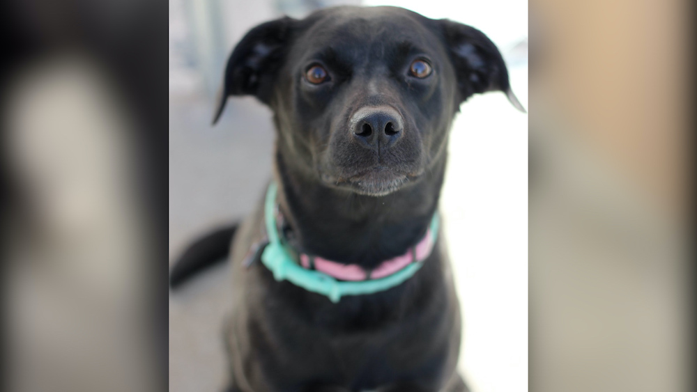 rosie