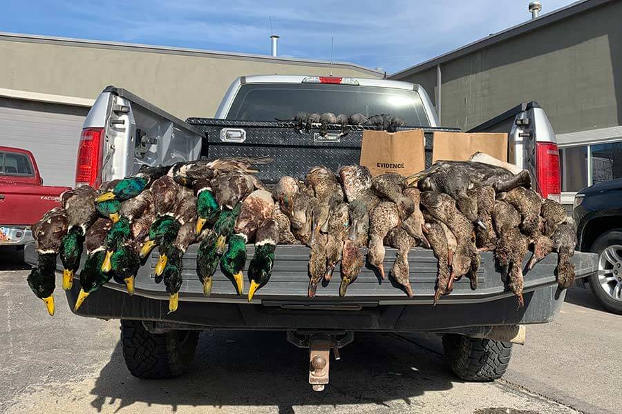 wasted ducks utah wildlife