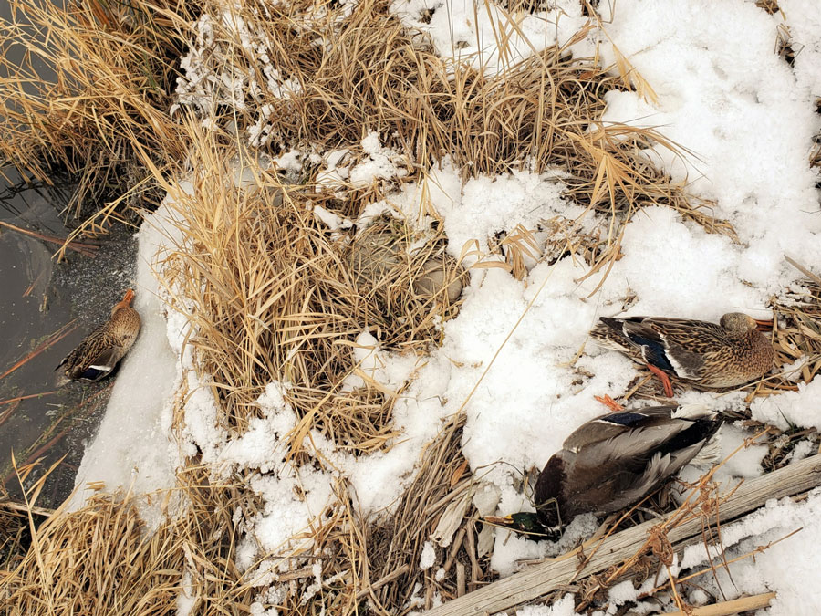 dead ducks salmon 2020