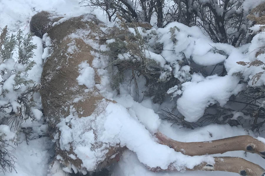 Fremont Deer Fish and Game