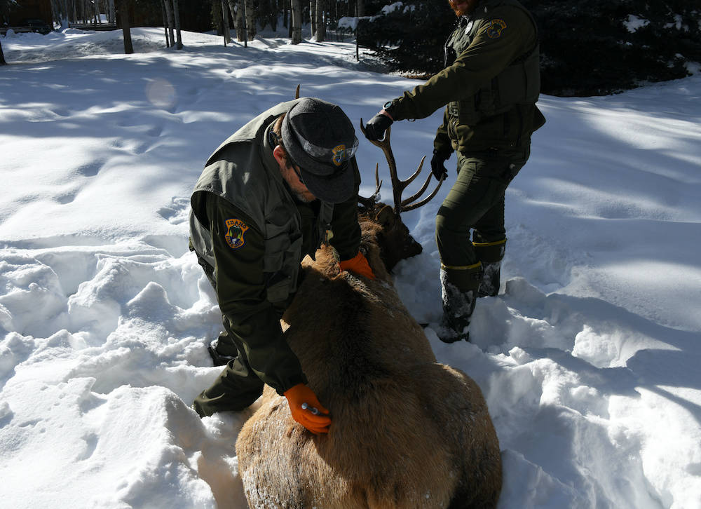 jake powell administers reversal drug gimlet bull elk january 11 2021