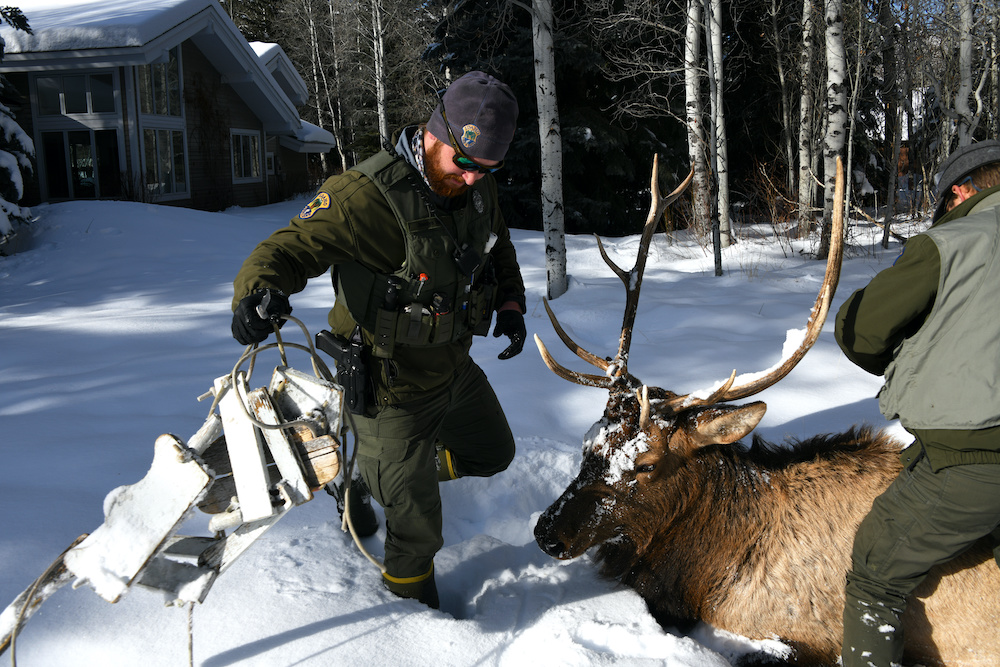 b hurd with swing after detangling gimlet january 11 2021