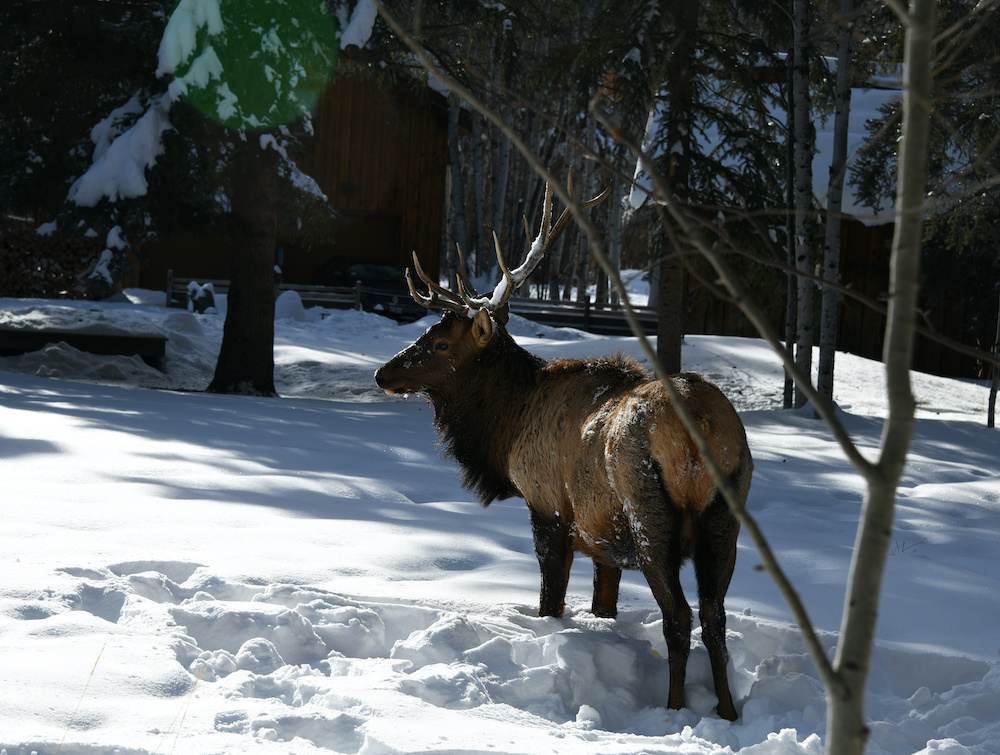 bull elk in gimlet after detangling from swing january 11 2021