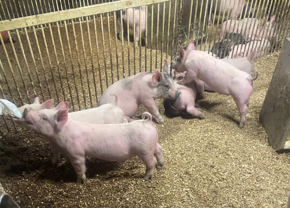 164336628 2795439954002569 5800909789699818621 n